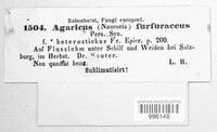 Tubaria furfuracea image